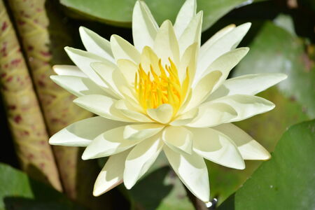 Water Lilyの写真素材
