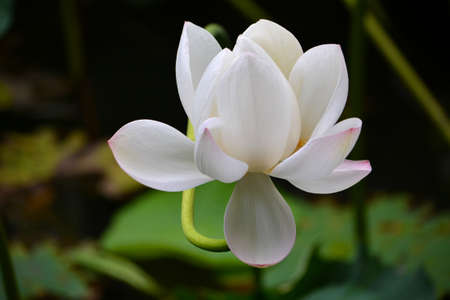 Lotus Flowerの写真素材