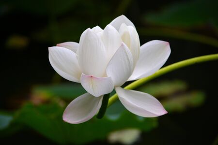 Lotus Flowerの写真素材