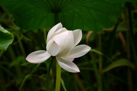 Lotus Flowerの写真素材