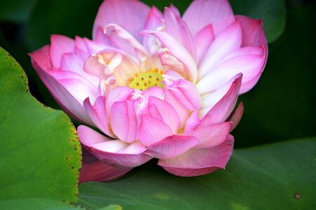 Lotus Flowerの写真素材