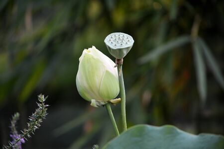 Lotus Budの写真素材