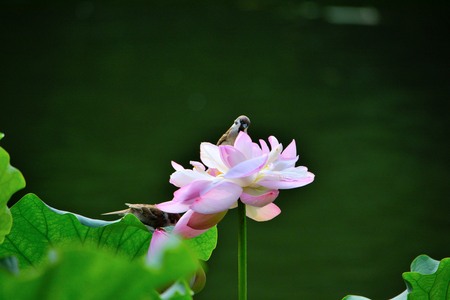 Flying with Lotus Flowerの写真素材