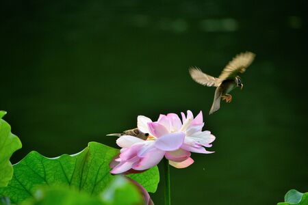 Flying with Lotus Flowerの写真素材