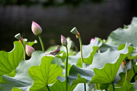 With Lotus Flowerの写真素材