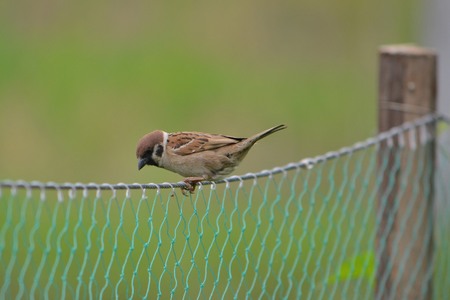 Sparrow stayed on the net for a while  The background is green, in the spring  Love the micro spur の写真素材
