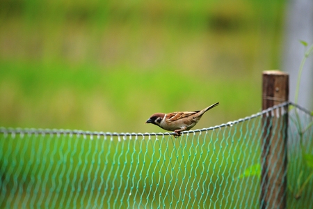 Sparrow stayed on the net for a while  The background is green, in the spring  Love the micro spur の写真素材