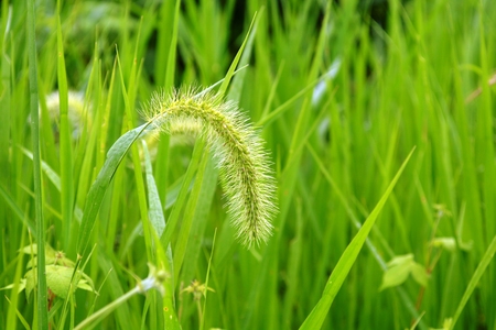 This is the micro spur of green bristlegrass の写真素材
