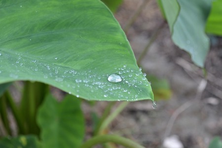After the rain, spray on the leaf of taro の写真素材