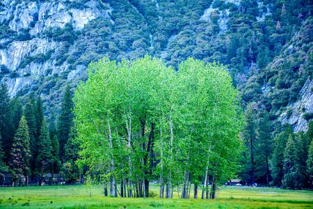 Green and Life!