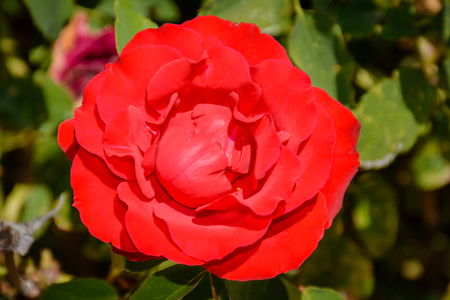 Take all the detail of beautiful blossom rose flower.の写真素材