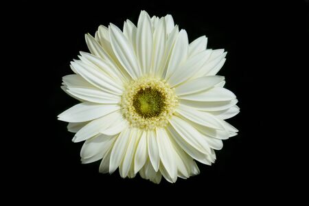 See all the detail of Beautiful Close Up Single Bloom Flowerの写真素材