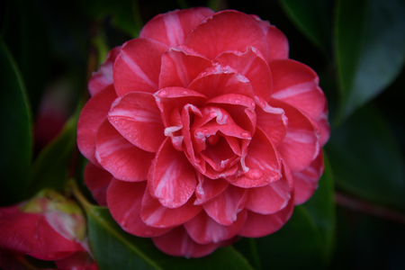 A Close Up Beautiful Camellia Flower with Green Backgroundの写真素材