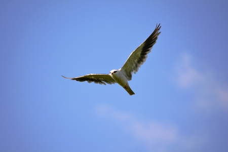 Close Up Flying Big Bird In The Blue Sky