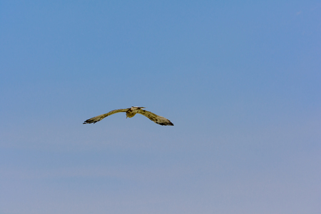 Flying Wild Goose in the Summer at California.の写真素材
