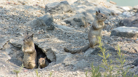Closeup photos of Cute and Curious Squirrel Playing Outside Caveの写真素材