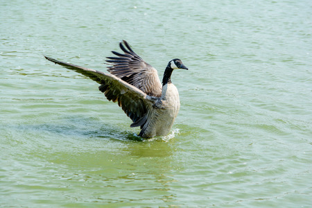Close Up Wild Goose Playing in the Lakeの写真素材