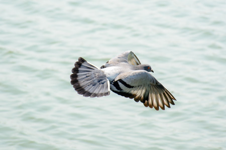 Close Up Dove Flying above Green Lake. Super High Shutter Speed to capture the Flying. Dove is bird of peace.の写真素材