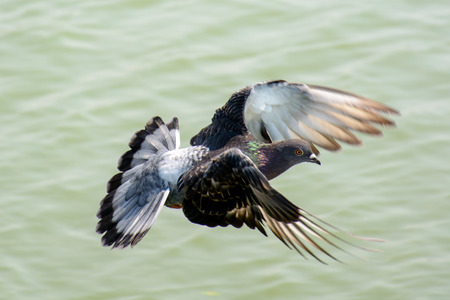 Close Up Dove Flying above Green Lake. Super High Shutter Speed to capture the Flying. Dove is bird of peace.の写真素材