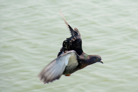 Close Up Dove Flying above Green Lake. Super High Shutter Speed to capture the Flying. Dove is bird of peace.の写真素材