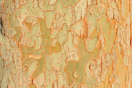 Close Up Tree Bark with Texture in Golden Morning Lightの写真素材