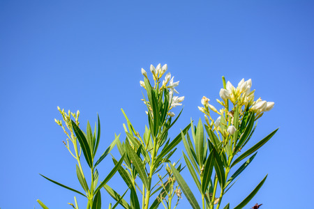 Pink Nerium oleander In the Blue Sky