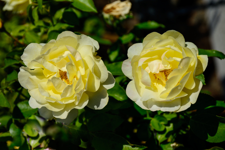 Double colorful Rose in full boom, which also is symbol for couple.の写真素材