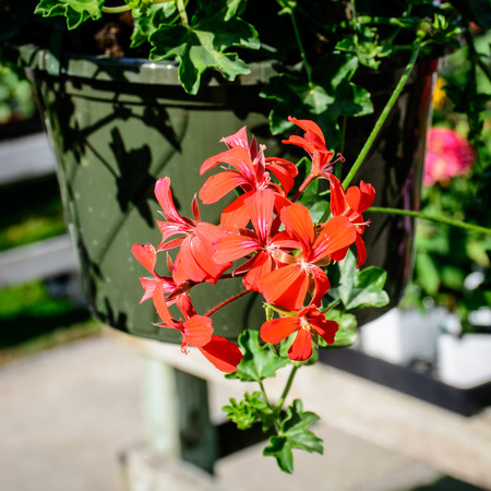 Red boom flowers out of Potの写真素材