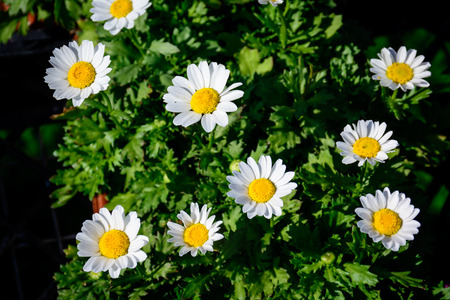 Colorful Flower in Full Boom in the early Autumn.の写真素材