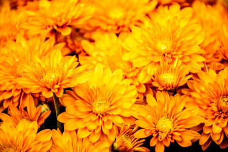 yellow chrysanthemum in autumn.  chrysanthemum is always the symbol of autumn in China.の写真素材