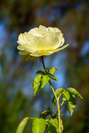 Close up photo of colorful Rose in full boomの写真素材