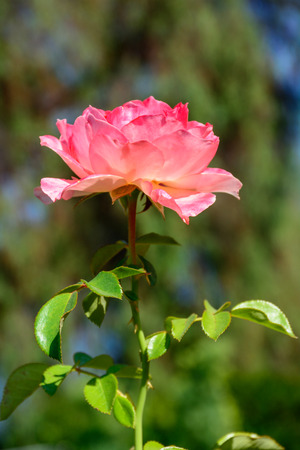 Close up photo of colorful Rose in full boomの写真素材