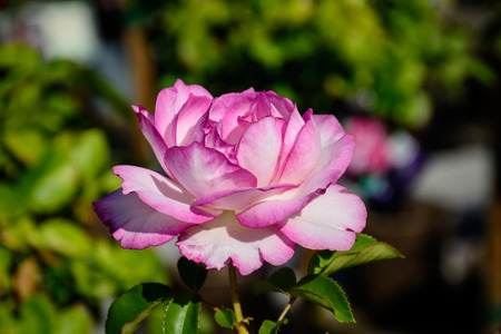 Close up photo of colorful Rose in full boomの写真素材