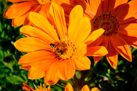 Busy Bee in the center of full boom Flower. The symbol of hard working and Harvest.の写真素材