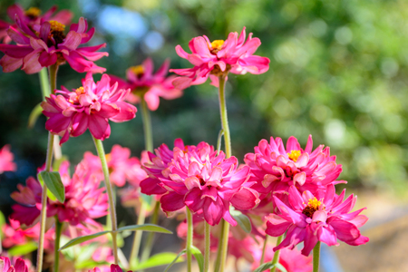 Colorful Flower in Full Boom in the early Autumn.の写真素材
