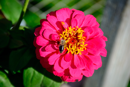 Colorful Flower in Full Boom in the early Autumn.の写真素材
