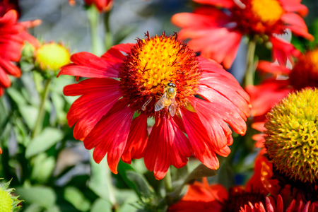 Busy Bee in the center of full boom Flower. The symbol of hard working and Harvest.の写真素材