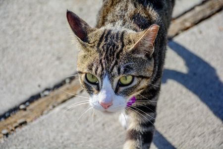 Close Up Outdoor Imposing Cat Walkingの写真素材