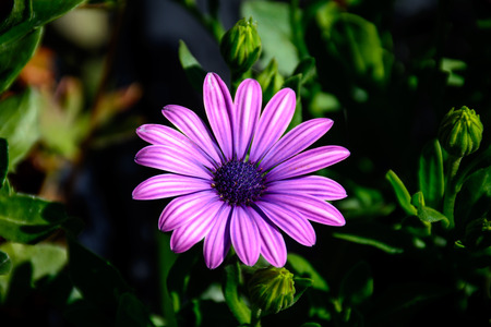 Colorful Flower in Full Boom in the early Autumn.の写真素材