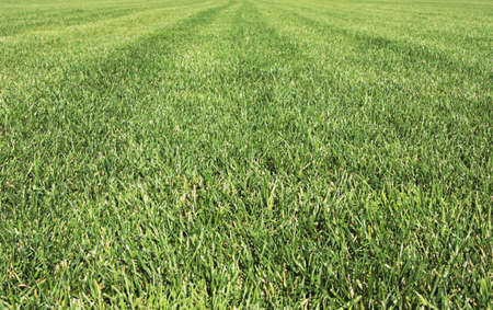 freshly manicured lawnの写真素材