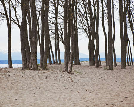 stand of leafless trees on beachの写真素材