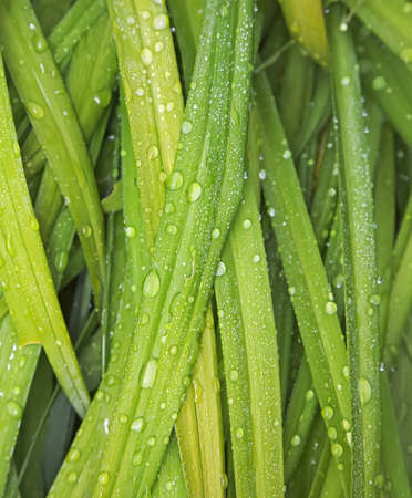 blades of lily palnts wet with rain dropsの写真素材