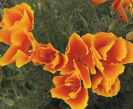 patch of california poppiesの写真素材