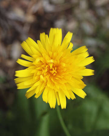single dandelion flower in bloomの写真素材