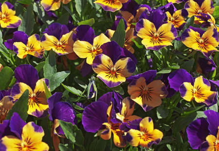 patch of purple and yellow pansiesの写真素材