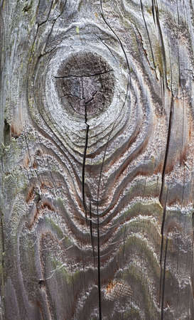 detail of electrical pole with knotsの写真素材