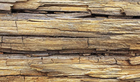 old wood trunk on beachの写真素材