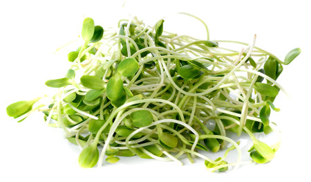 sunflower sprout on the white backgroundの写真素材