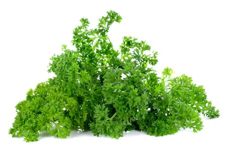 Parsley leaves on white backgroundの写真素材