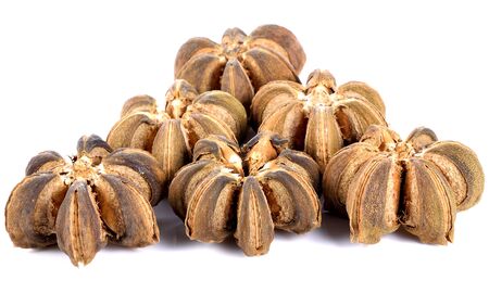 Sacha inchi peanut on white backgroundの写真素材